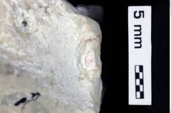 Foto (Detailansicht) von Diogenidae indet. (NHMW-GEO-1990-0041-0519)